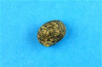 藏品(粗紋蜑螺)的圖片